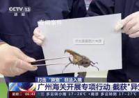 这些非法入境“异宠”隐患多 对我国的生物多样性造成潜在威胁