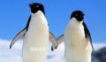 企鹅识途现象原因是什么 企鹅识途之谜中科学家是怎样进行观察的