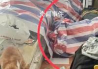 女生兼职上门喂猫遭恋踩癖骚扰 实在是太变态了