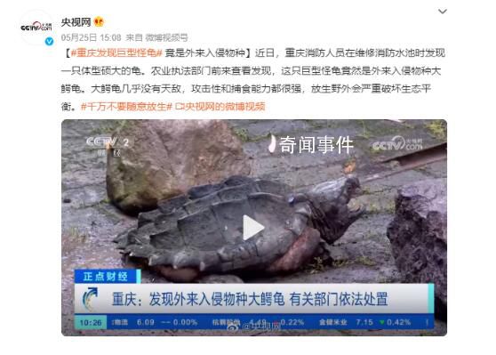 重庆发现巨型怪龟 重达50斤绝对是一个巨无霸存在