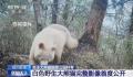白色大熊猫影像首公开 白色大熊猫为什么是白色的