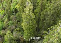 西藏境内发现亚洲第一高树 高达102.3米的西藏柏木