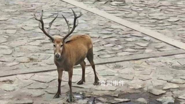 上海再现野生四不像 四不像是国家几级保护动物