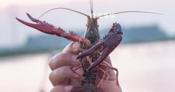 日本6月起禁止出售或放生小龙虾 已严重影响日本生态系统