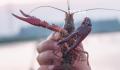 日本6月起禁止出售或放生小龙虾 已严重影响日本生态系统