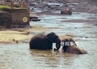 野象河中玩水消暑上演按头杀 快乐氛围溢出屏幕