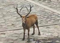 上海再现野生四不像 四不像是国家几级保护动物