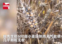 小麦因下雨发芽 农户哭诉损失惨重