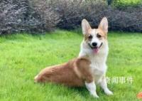 柯基被砍当事女子称将起诉离婚 引发社会广泛关注