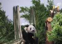 丫丫肉眼可见地胖了 回京后需静养