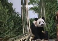 丫丫一到家就被竹子包围了 目前丫丫健康状况稳定