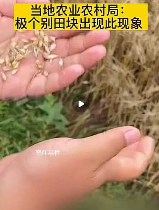 成熟麦子因降雨发芽?当地回应