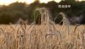 河南麦收季遇10年最严重“烂场雨” 河南小麦受灾影响几何?