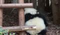 大熊猫园润遭男子泼水 相关词条顿时登上热搜
