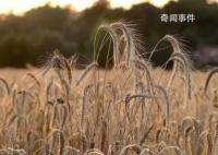 河南麦收季遇10年最严重“烂场雨” 河南小麦受灾影响几何?
