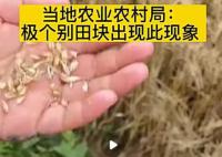 成熟麦子因降雨发芽?当地回应
