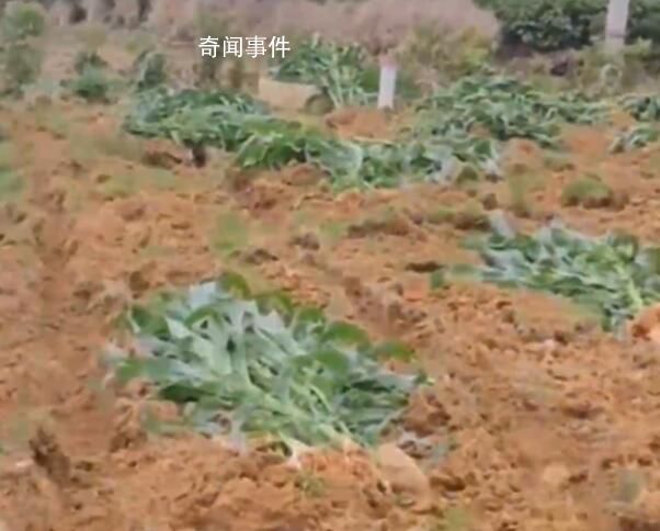 成都一广场移栽玉米杆 社区称栽错了