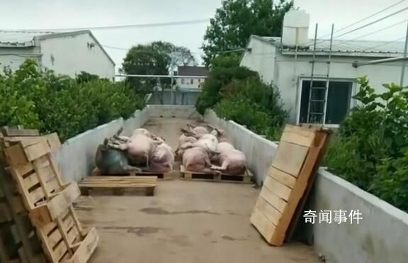 猪场电闸跳闸 高温致上千头猪死亡