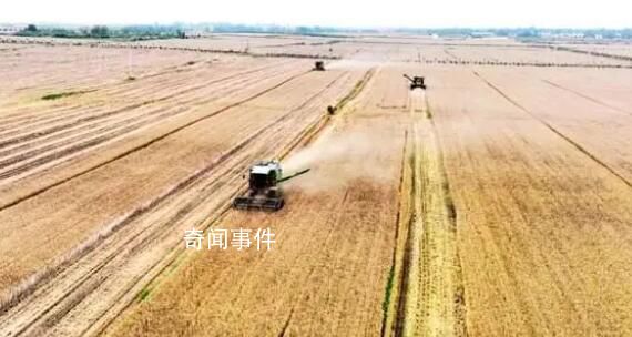 河南小麦怎么了?小麦发芽发霉到底是什么原因