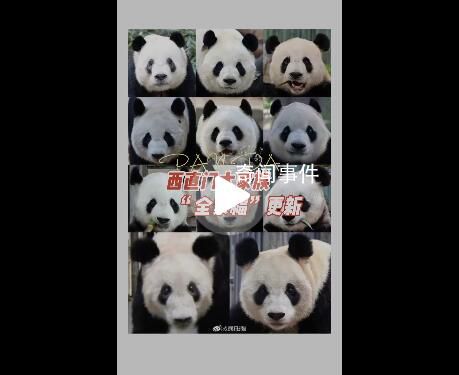 丫丫加入西直门群聊 你脸盲了吗