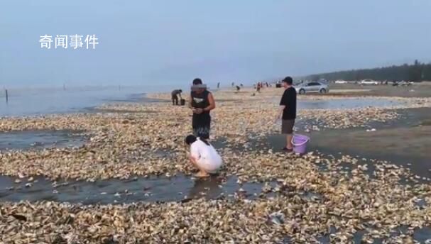 官方回应广东汕尾海滩现百米生蚝带 目前并不清楚相关情况