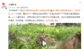 重庆五胞胎虎宝宝首次与游客见面 网友：长势良好软萌可爱