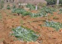 成都一广场移栽玉米杆 社区称栽错了