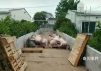 猪场电闸跳闸 高温致上千头猪死亡