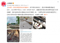 动物园深夜遭拆 多只保护动物伤亡