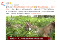 重庆五胞胎虎宝宝首次与游客见面 网友：长势良好软萌可爱