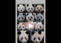 丫丫加入西直门群聊 你脸盲了吗