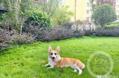 “杀狗吓妻”男子被拘 4大疑问待解