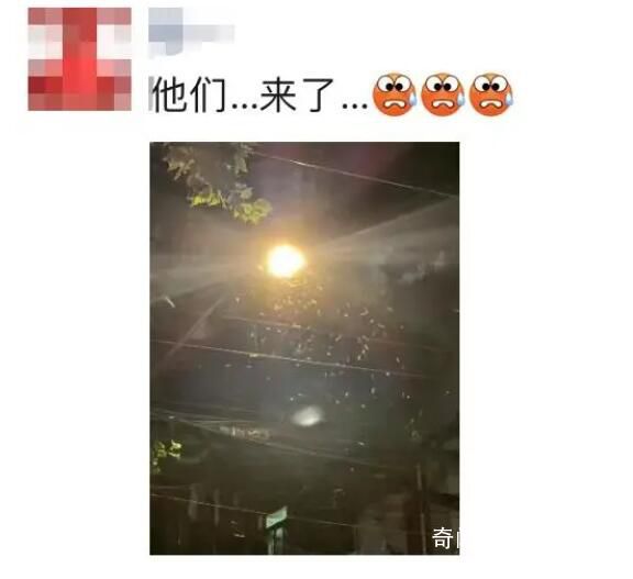 上海白蚁来袭 网友：太吓人了