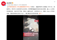 萨摩耶遭领养人男友捆脚丢弃死亡 警方建议走法律程序