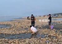 疑台风刮来遍地生蚝 居民捡200斤