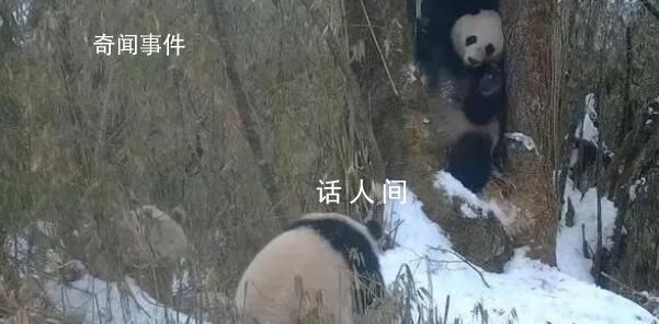 全球唯一白色大熊猫的妈妈可能是它 白色大熊猫是白化病吗