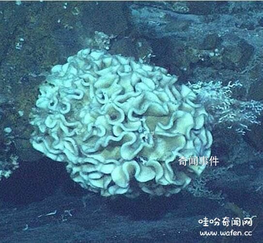 海底9万米有多恐怖水熊虫 海底1000000米有什么可怕的生物