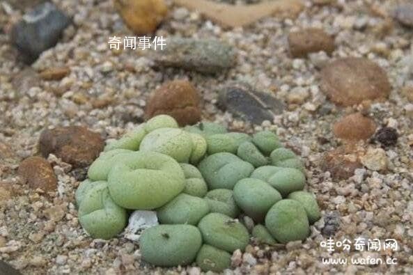 世界上最独特的石头:茴香石 茴香石是怎么来的呢