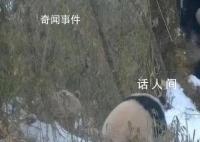全球唯一白色大熊猫的妈妈可能是它 白色大熊猫是白化病吗