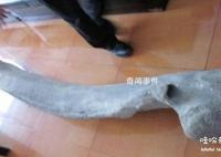 月坨岛巨型骨头未解之谜 非常像是恐龙的骨头