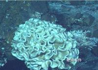 海底9万米有多恐怖水熊虫 海底1000000米有什么可怕的生物