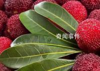 潮汕人吃杨梅真是脑洞大开 只要吃着口感好什么吃法都可以