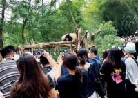 熊猫“饭圈化” 边界在哪里?