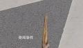 男子路遇纸片鸟一查竟是国保动物 样子十分奇特