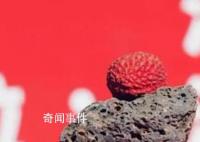 1.2万元拍单颗荔枝 网友：买个金镯子不香吗