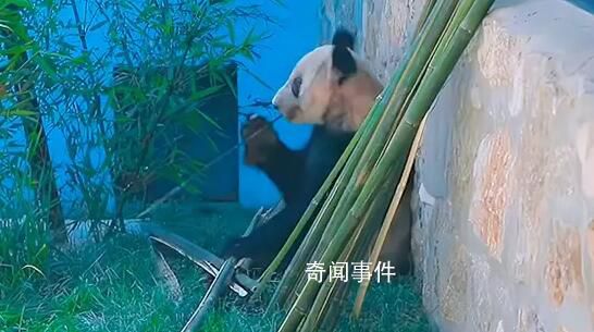 丫丫最新视频:抓起竹子就开啃