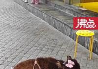 牛肉干店把牛犊拴门口吆喝现点现做 网友纷纷对此表示谴责