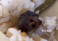 专家谈鸭脖争议:大概率是老鼠头