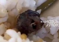 媒体:长牙的鸭脖令人如鲠在喉