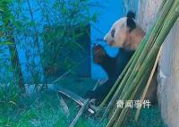 丫丫最新视频:抓起竹子就开啃